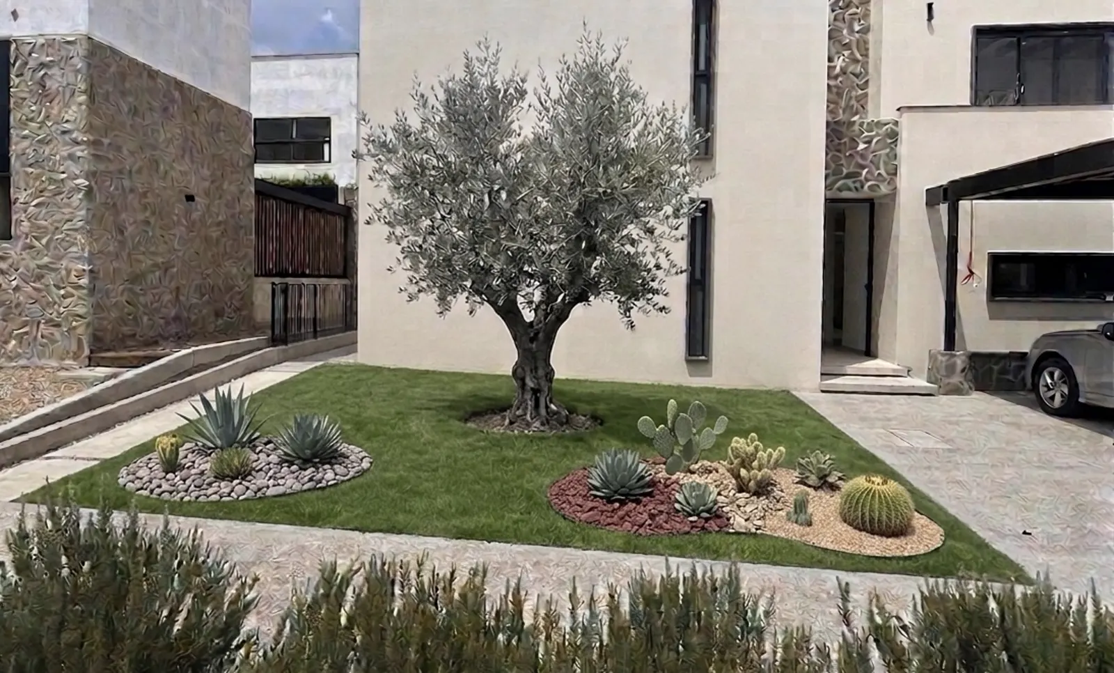 Jardín con olivo, pasto y plantas de bajo consumo de agua